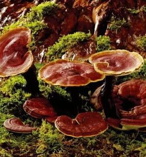 Ganoderma ekstrakti