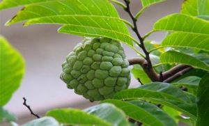 Graviola ekstrakti, Soursop ekstrakti, Soursop shirasi kukuni