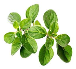 Oregano ekstrakti