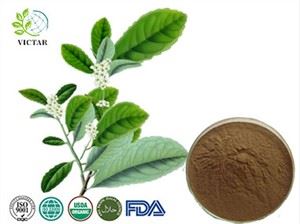 Yerba Mate ekstrakti