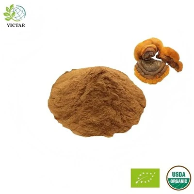 O'rganik Phellinus Linteus ekstrakti